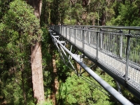 Tree Top Walk, Valley of the Giants © Amanda Slater
